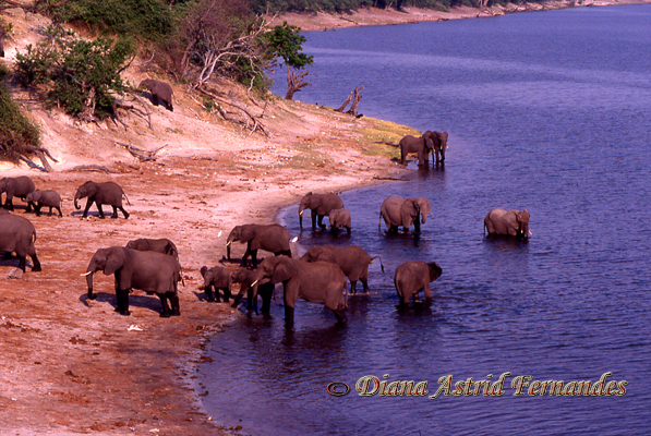Elephants-in-River-Chobe-National-Park-Botswana